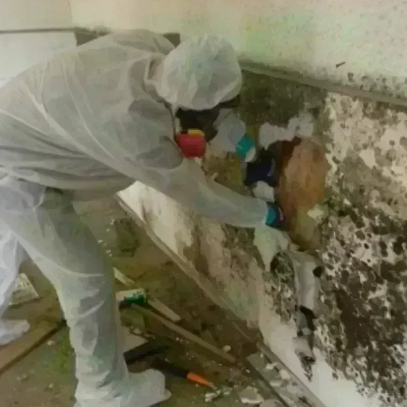 Mold Remediation and Removal in Riverton, UT